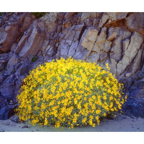 California, Anza-Borrego Brittlebush flowers
